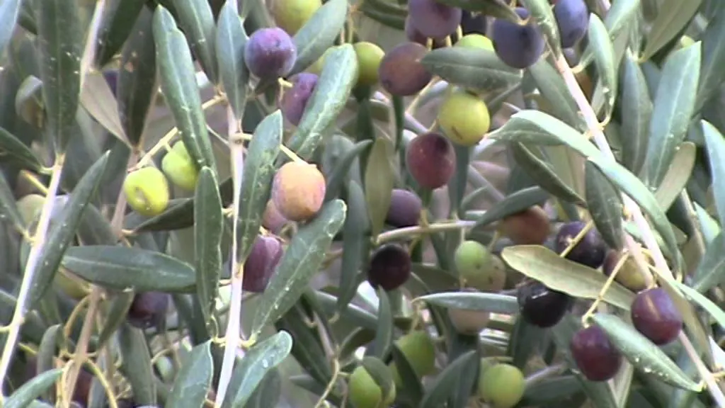 Olive Tree